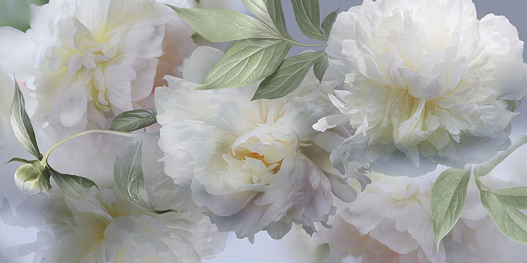 Фотообои Белые цветущие пионы