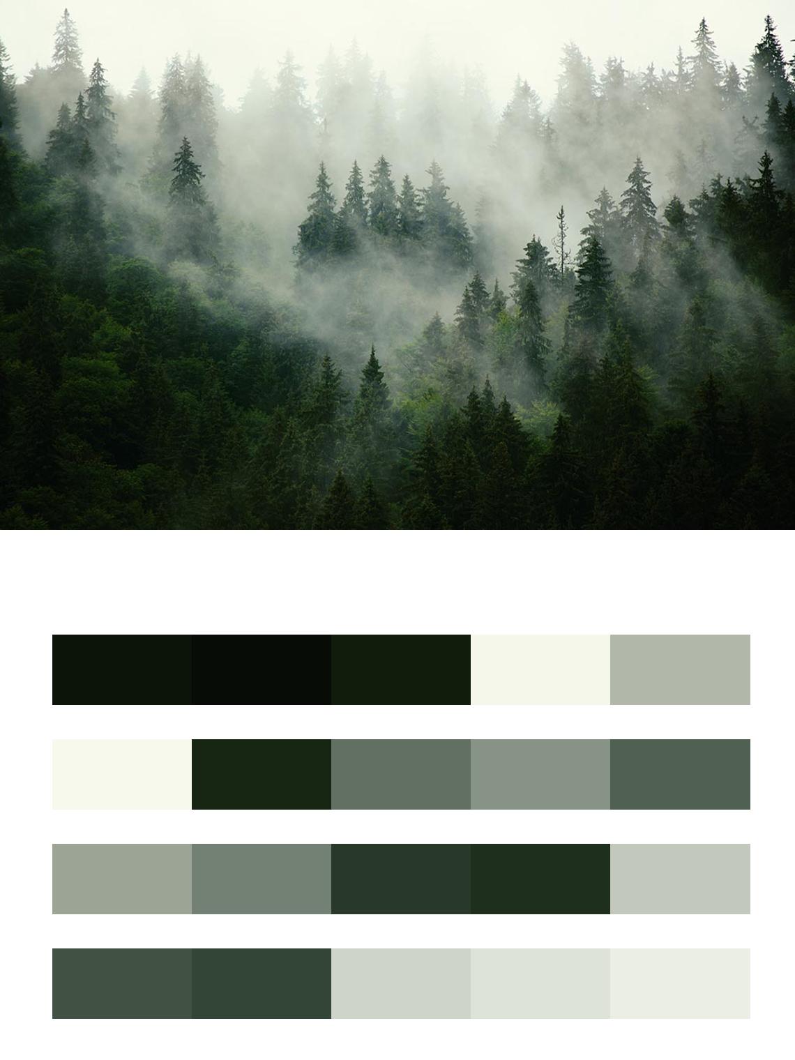 Лес туманный цвета