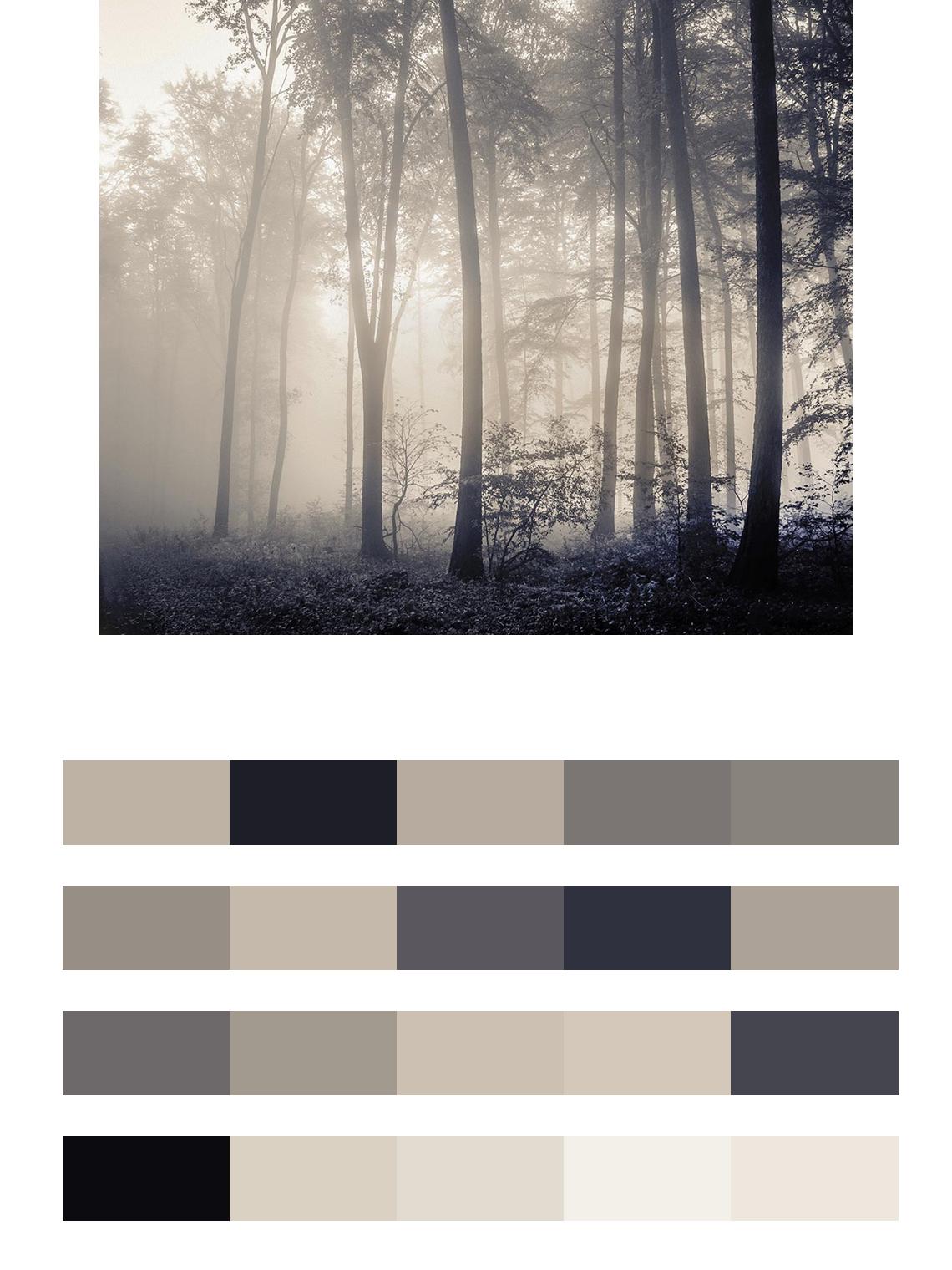 Туман и лес цвета