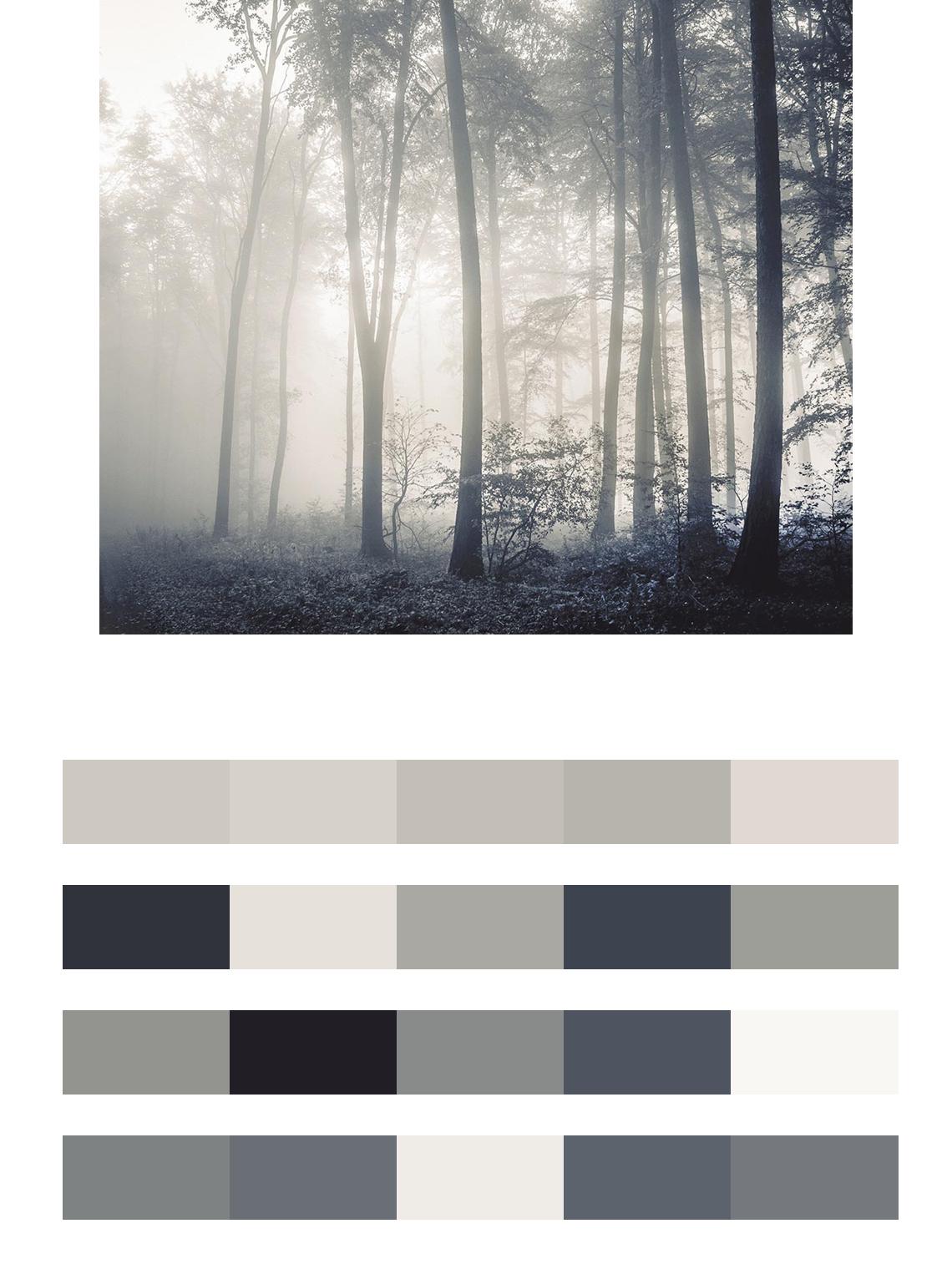 Лес и туман цвета